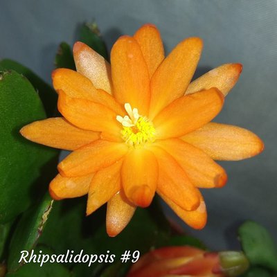 Фото 7. Рипсалидопсис. Рипсалидопсисы, пасхальные кактусы, рождественник