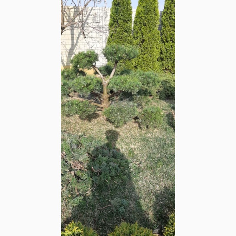 Фото 3. Покос травы, бурьянов, расчистка зарослей, топиарная стрижка, спил деревьев, обрезка сада