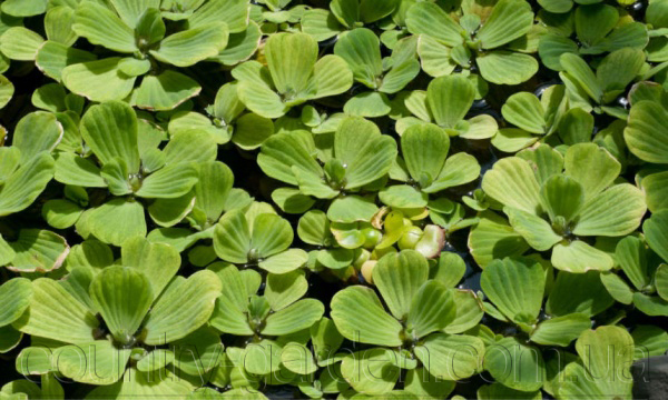 Фото 2. Продам Пистию, водное растение и много других растений (опт от 1000 грн)