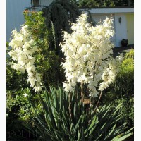 Продам уличный кактус с красивыми колокольчатими цветами ЮКА (Yucca)