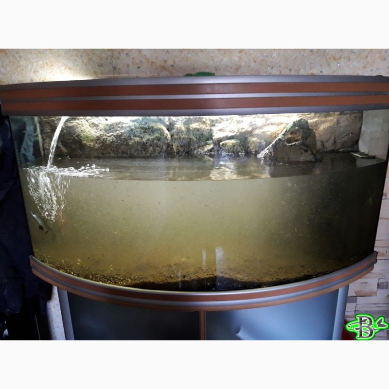 Фото 2. Качественное обслуживание (чистка) аквариумов (домашних, офисных), Киев