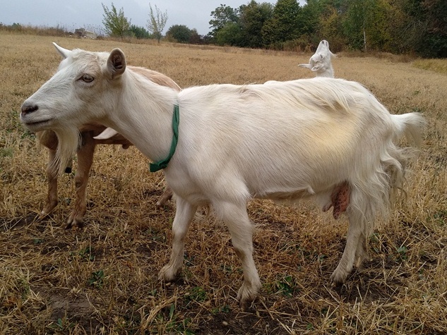 Фото 2. Продам недорого дойные, котные козы и племенного козла молочной породы