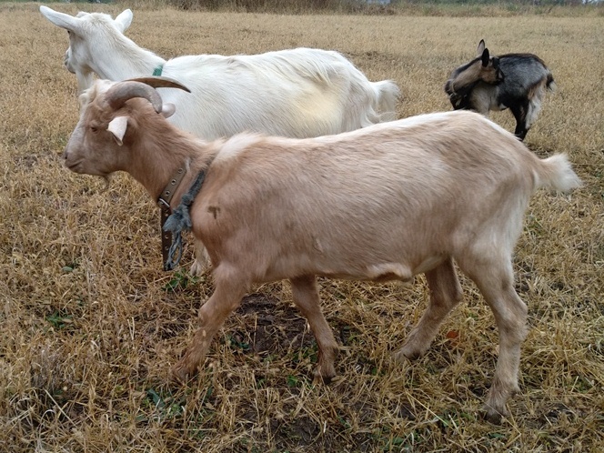 Фото 4. Продам недорого дойные, котные козы и племенного козла молочной породы