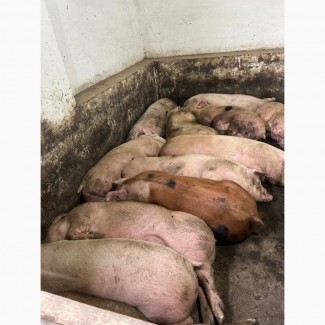 Купить оптом свинину Украина цена