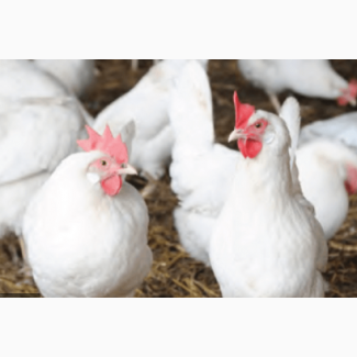 Курячі яйця для інкубації Ломан Вайт