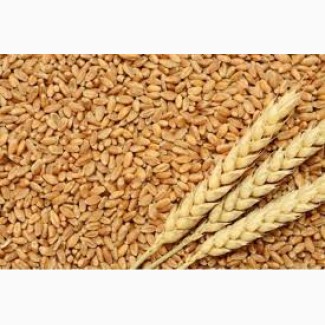 Купуємо пшеницю, розрахунок одразу 2, 3, 4 кл