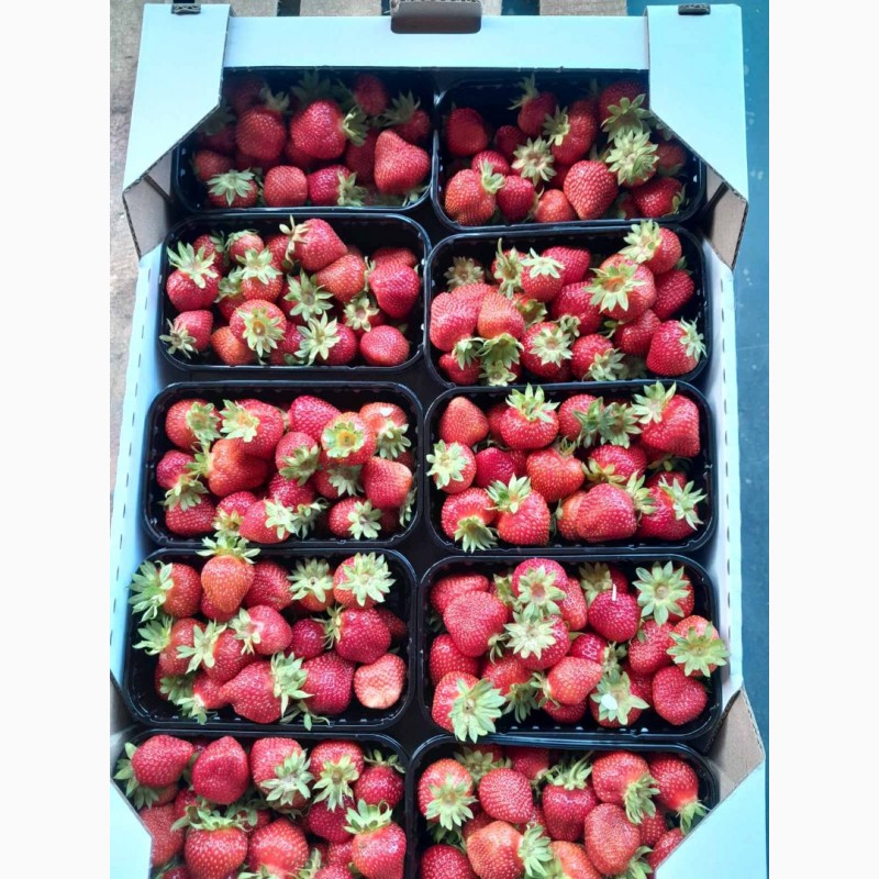Фото 2. Пропонуємо якісну, сертифіковану ягоду оптом