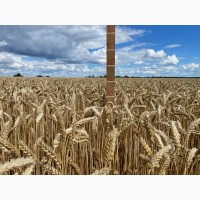 Пшениця м#039;яка озима Зорепад білоцерківський, еліта