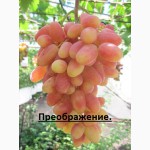 Саженцы новейших сортов винограда (Велес,Преображение,Пава и др.)