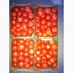 Огурцы и помидоры оптом