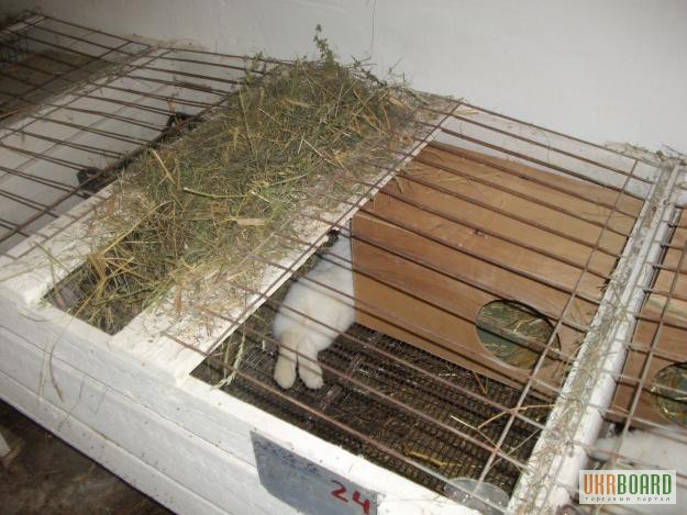 Фото 4. Продаю клетки для кроликов