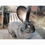 Продам кроликов породы Обр, Фландр,Бельгийский Великан