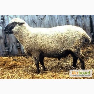 Продам овцематок. Каракулевые и простые