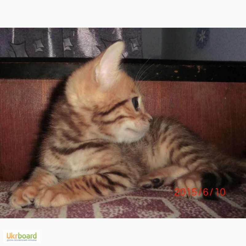 Фото 3/6. Бенгальский котенок