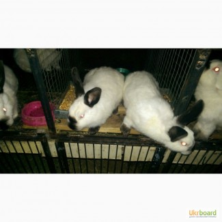 Продам кроликов породы Калифорнийский, Термонци, Панон, Рекс Кастор