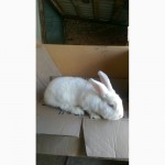 Продам кроликов породы Калифорнийский, Термонци, Панон, Рекс Кастор