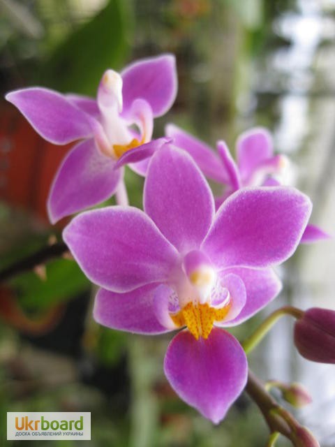 Фото 1/20. Продаются орхидеи