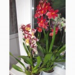 Продаются орхидеи