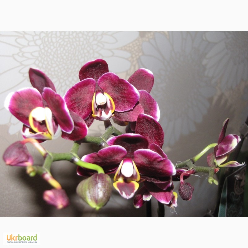Фото 2/20. Продаются орхидеи