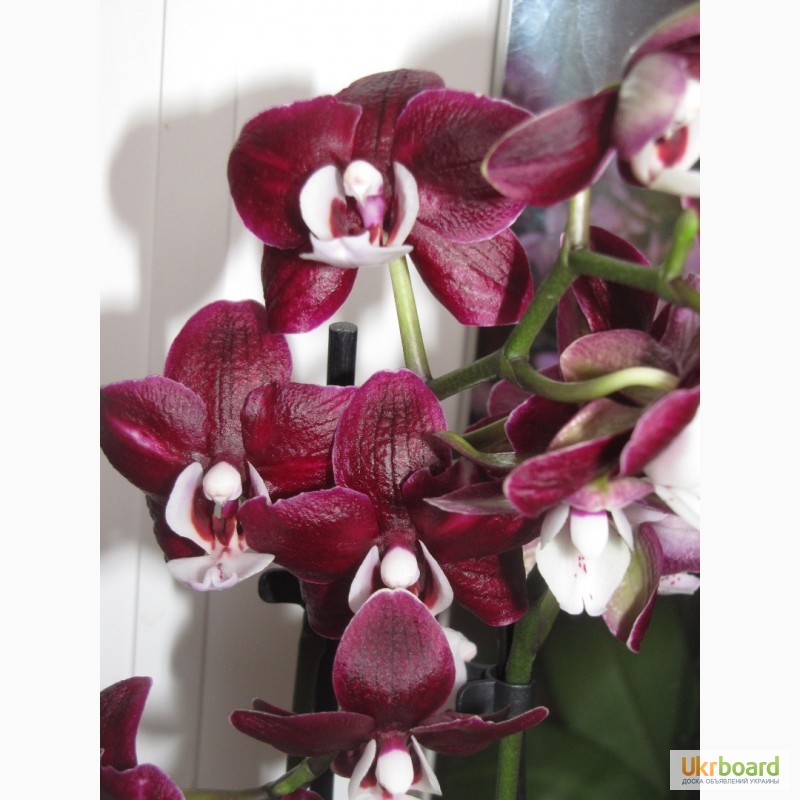 Фото 3/20. Продаются орхидеи