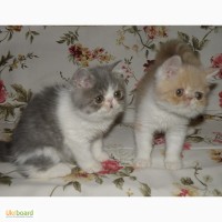 Экзоты короткошерстные котята