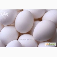 Инкубационное яйцо Ломан Вайт. Куры несушки