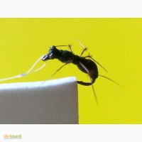 Мушки личинка стрекозы и муравейчик
