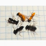 Мушки личинка стрекозы и муравейчик