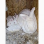 Кролики НЗБ Новозеландский белый