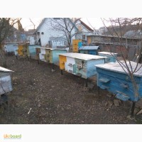 Пчелопакеты, семьи, ульи