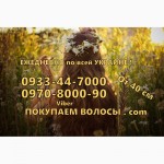 Продать волосы в Чернигове дорого Купим волосы дорого Украина Самые высокие цены
