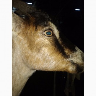 Продам котных коз Альпийской и Зааненской породы