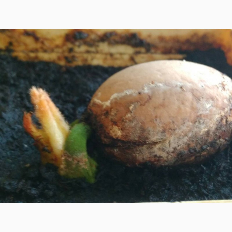 Фото 3/4. Семена саговой пальмы цикас ( cycas ) + инструкция