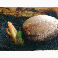 Семена саговой пальмы цикас ( cycas ) + инструкция