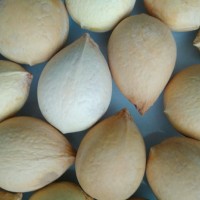 Семена саговой пальмы цикас ( cycas ) + инструкция
