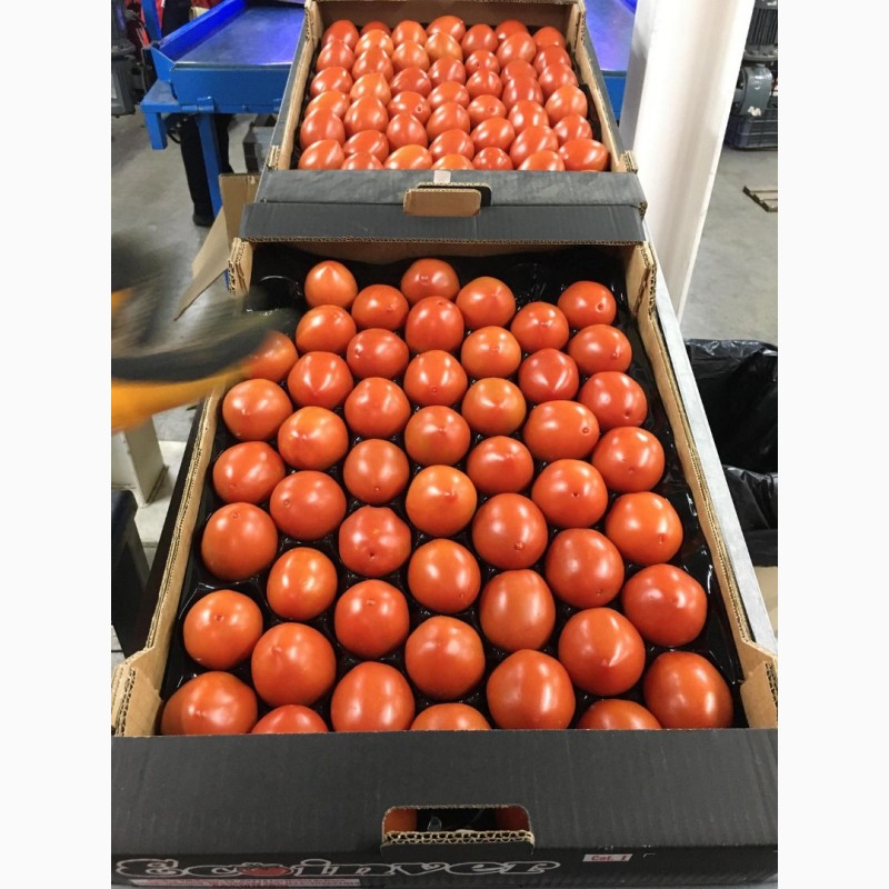 Фото 2. Купить томат оптом. Свежие овощи оптом от Производителя, Испания