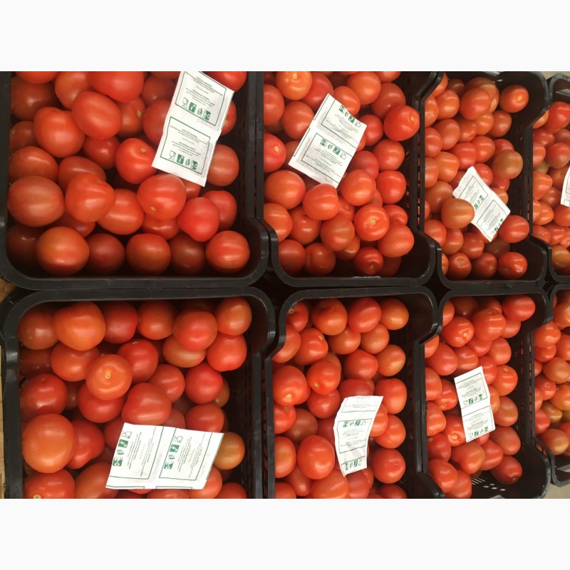 Фото 4. Купить томат оптом. Свежие овощи оптом от Производителя, Испания