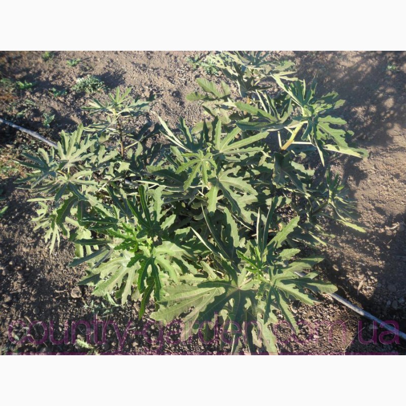 Фото 11. Продам Инжир для выращивание в саду и много других растений (опт от 1000 грн)