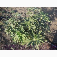 Продам Инжир для выращивание в саду и много других растений (опт от 1000 грн)
