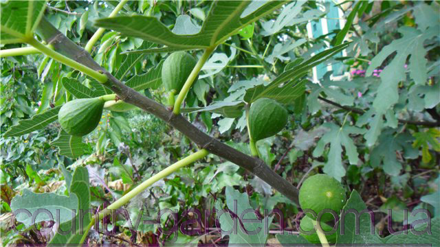 Фото 13. Продам Инжир для выращивание в саду и много других растений (опт от 1000 грн)
