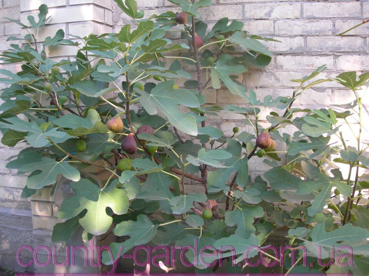 Фото 5. Продам Инжир для выращивание в саду и много других растений (опт от 1000 грн)