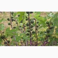 Продам Инжир для выращивание в саду и много других растений (опт от 1000 грн)