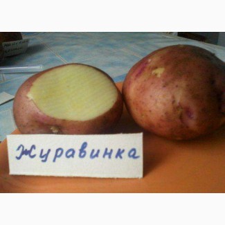 Продаю картофель г. Николаев. опт