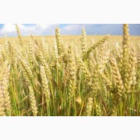 Семена пшеницы АЛАТУС 1 репрод