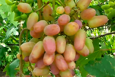 Фото 2. Столовые привитые сорта винограда 2х-лет