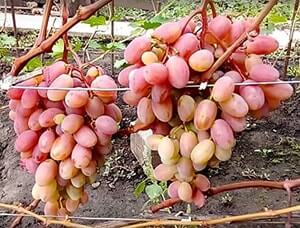 Фото 4. Столовые привитые сорта винограда 2х-лет