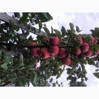 Продам яблуко врожай 2021 року