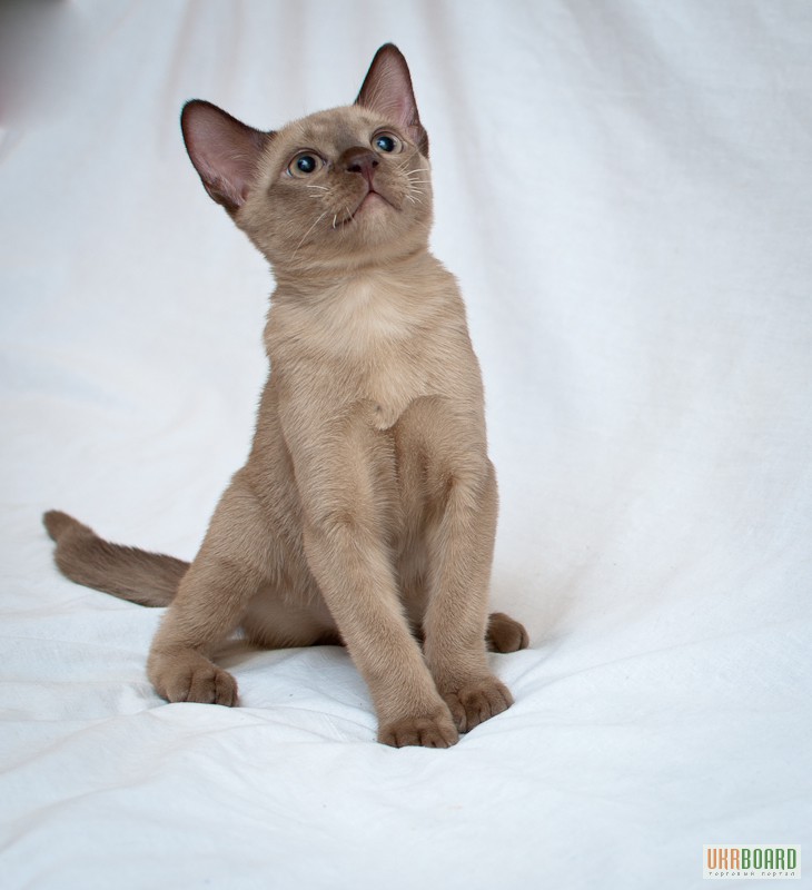Фото 2/3. Котята породы бурма (бурманские котята).