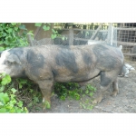 Мясные породы свиней Мангалица Пьетрен Дюрок Беркшир Венгерский Великан