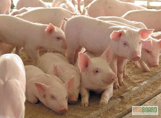 В Германии растет объем убоя свиней